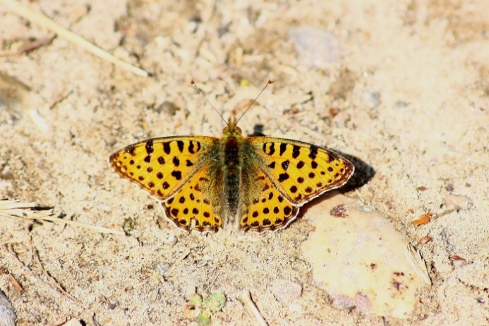 Ninfalidi,pieridi,papilionidi da ID-confermare